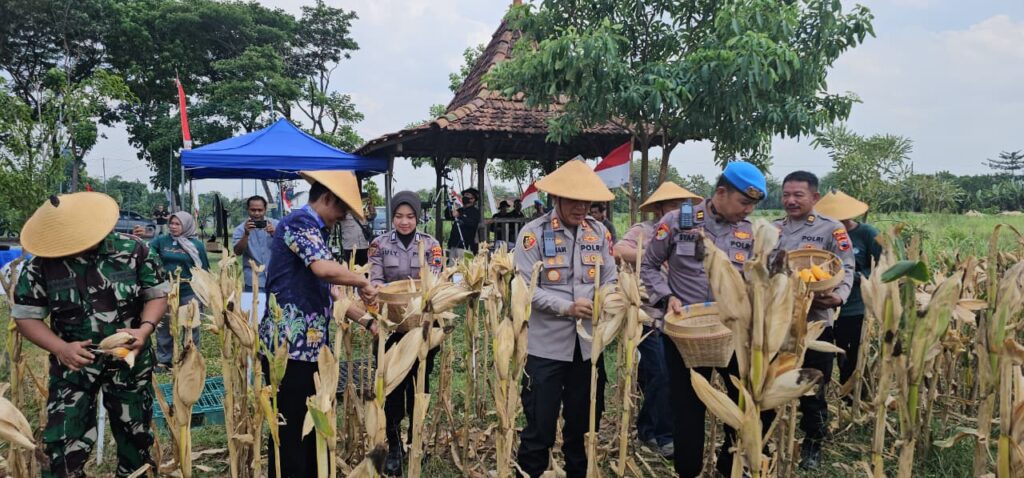 Polresta Pati Gelar Panen Raya Jagung Serentak Kuartal III di Desa Jimbaran